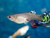 How to match guppy food?