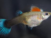 How to deal with the food residue of peacock fish?