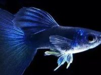 Complete list of guppy fish categories