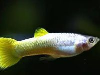 Excellent varieties of guppies