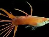 The best species of guppies to keep