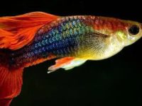 Life expectancy of a guppy