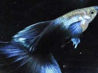 Do male guppies eat small fish?