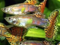 How old are male guppies before they can reproduce?