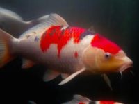 How big can koi fish get?