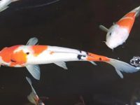 What does the koi carp symbolize?