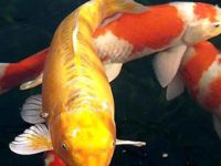 How big can a koi carp grow?