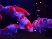 How to choose koi fish?
