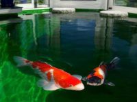 Key points for appreciating koi carp