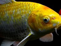 Treatment methods for koi rotten body