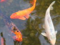Causes of rotten tail of koi fish