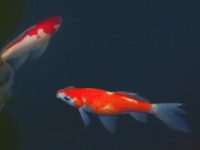 What should I do if the water in my koi tank turns yellow?