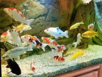Koi aquarium breeding methods