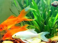 Is it necessary to put aquatic plants in the koi aquarium?