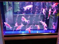 Choice of oxygen pump for koi aquarium