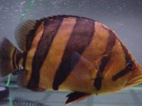 How to raise tiger fish
