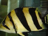 What causes tiger fish to turn black?