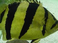 How to raise tiger fish?