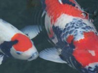 How to change the water of koi fish?