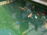The impact of water color on koi