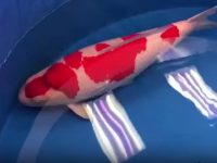 How to change the water in a koi fish tank?