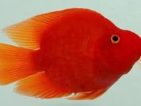 How many years does the red parrot fish live?