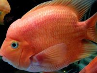 What kind of fish can red parrot fish be mixed with?