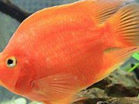 What is the suitable water temperature for red parrot fish?