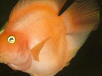 What causes red parrot fish to turn white?