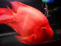 Is red parrot fish easy to raise?