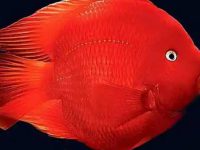 What should I do if the red parrot fish lays eggs?