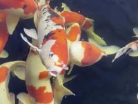 How often should koi fish be fed?