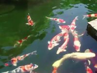 How long does it take to change the water after feeding koi fish?