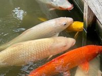 Koi feeding density
