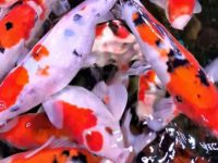 Key points of koi breeding