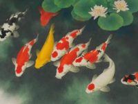 Koi breeding temperature