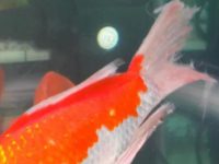 Symptoms of koi tail rot