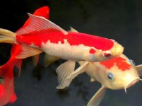 Can koi fish's rotten tails heal on their own