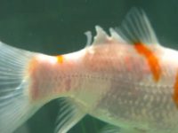 Can koi fish still grow from rotten tails?