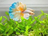 How to clean betta fish tank?