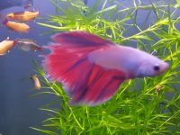 How to clean feces from betta fish tank?