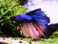 How to disinfect a betta fish tank?