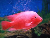 How to raise parrot fish?