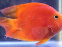 How to raise parrot fish to turn red?