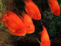How to raise parrot fish to grow fast?