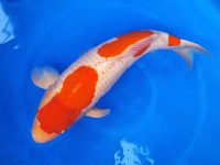 Koi breeding methods
