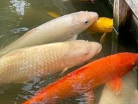 What conditions are needed for koi reproduction?