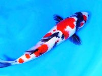 Can artificial intervention be performed during the breeding period of koi?
