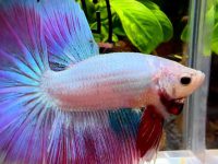 how to breed young betta fish?