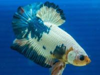 What do young betta fish eat?